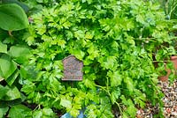 Petroselinum crispum var. neapolitanum - Flat leaved parsley, with decorative cast iron label, Norfolk, England, June.

