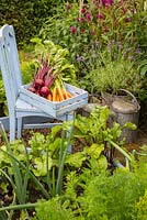 Summer vegetable plot with harvest of Beetroot 'Rhonda' and carrots