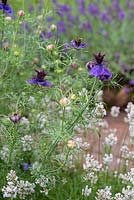 Nigella papillosa 'Midnight' - Love-in-a-mist and Lavender 'Arctic Snow' Norfolk, England, July.