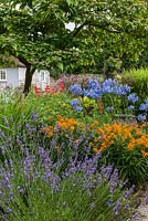 Mixed garden borders with Lavandula 'Sussex'