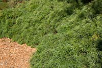 Acacia cognata 'Green Mist', with fine mid green pendulous foliage.