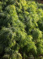 Acacia cognata, 'Green Mist', with fine mid green pendulous foliage.