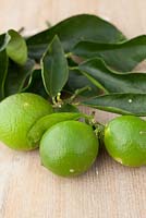 Three whole Citrus latifolia - Tahitian Limes with foliage on a timber table top.