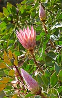Protea cynaroides - King Protea flower with pastel pink pointed petals and unopened flower buds.