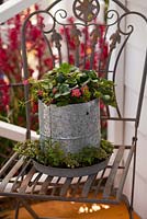 Recycled galvanised iron chicken feedersitting on a decorative metal garden chair being used as a container to grow strawberries and assorted herbs