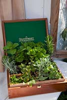 An assortment of herbs planted in a timber tea box.