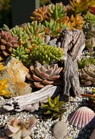 A variety of succulents planted amongst white gravel mulch and driftwood featuring Sedum pachyphyllum 'Jelly Beans', Echeverias and Graptoverias.