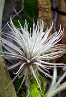 Tillandsia tectorum, growing in a vertical garden with white feathery leaves.