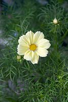 Cosmos xanthos 'Lemon Sherbet' - Mexican Aster - July - Oxfordshire

