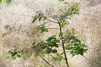 Cotinus coggygria - Smoke tree - July - Oxfordshire