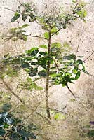 Cotinus coggygria - Smoke tree - July - Oxfordshire