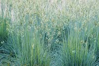 Festuca glauca 'Intense Blue' - 'Casblue' - Blue fescue grass - June - Oxfordshire