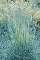 Festuca glauca 'Intense Blue' - 'Casblue' - Blue fescue grass - June - Oxfordshire