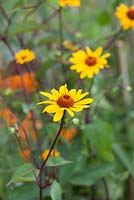 Heliopsis helianthoides var. scabra 'Summer Nights' - False sunflower - August - Oxfordshire