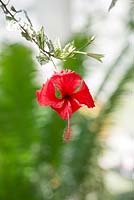 Hibiscus rosa sinensis 'Cooperi' - Rose mallow inside RHS Wisley Glasshouse - July - Surrey