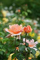 Rosa 'Just Joey' - Hybrid tea rose - June - Oxfordshire