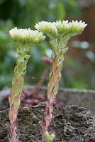 Sempervivum - Flower stems emerging from sempervivums growing in tufa rock