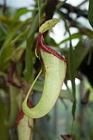 Nepenthes 'Miranda' - pitcher plant