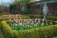 Formal garden with Tulipa 'Ollioules and Shirley' in box hedge beds - Dunsborough Park, Surrey
