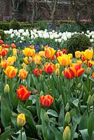Tulipa 'Apeldoorn Elite' - Dunsborough Park Gardens, Ripley, Surrey