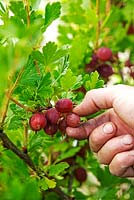 Ribes uva-crispa - Harvesting Gooseberries