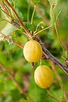 Ribes uva-crispa - Gooseberry 'Hinnonmaki Yellow'