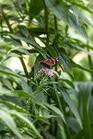Vanessa atalanta - Red Admiral butterfly on Eupatorium purpureum - Chenies Manor Gardens, Bucks, UK