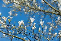 Magnolia kobus against a blue sky