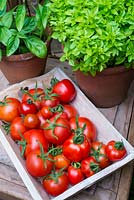 Greenhouse tomatoes, Solanum-lycopersicum - various varieties with pots of basil, Norfolk, England, August.