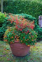 Begonias in large terracotta planter, Begonia Bolevensis 'Fire Cracker' and 'Dibley's Pink Showers', Norfolk, England, August.