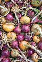 Maincrop Onions, Onion 'Stuttgart Giant', and 'Red Baron' 