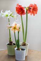 Three Colourful Hippeastrum Plants with 'Baby White' and 'Exotica'