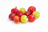 Ribes uva-crispa - Gooseberries in different colours