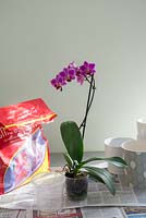 Repotting of orchid houseplant.  Prepare with larger clear pot and specific compost.