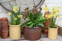 Primula 'Elizabeth Killelay' and Narcissus 'Hawera'  in containers