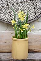 Narcissus 'Hawera' in stoneware container
