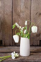 Fritilleria meleagris alba in pottery container with muscari and hyacinthoides