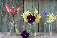 Spring flowers displayed in glass bottles including Tulipa clusiana var. 'Chrysantha', Narcissus 'Hawera', muscari, viola and primulas