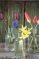 Spring flowers displayed in glass bottles including Tulipa clusiana var. 'Chrysantha', Narcissus Hawera' muscari and Fritilleria meleagris
