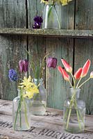 Spring flowers displayed in glass bottles including Tulipa clusiana var. 'Chrysantha', Narcissus Hawera' muscari and Fritilleria meleagris

