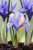 Iris histrioides 'Lady Beatrix Stanley', March, Suffolk