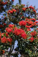 Alloxylon flammeum - Queensland Tree Waratah, flowers tube shaped and bright red.