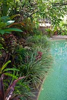 Detail of terraced garden next to a swimming pool, with a mixture of perennial plants and shrubs, Ophiopogon jaburan 'Variegata' -Variegated Mondo Grass and Acalypha wilkesiana - Fijian Fire plants, growing under Calliandra haematophylla - Powder Puff Tree