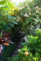 A partially hidden curved path made of evenly spaced square pavers bordered by a lush planting of various shrubs, Cordyline, Plumeria,  Hibiscus rosa sinensis, 'Snowqueen', Sanchezia speciosa and two types of flowering Brugmansia.
