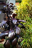 Cordyline compacta 'Purple', with dark purple reflexed glossy leaves growing next to a Codiaeum variegatum, 'Croton', with variegated green and yellow foliage.