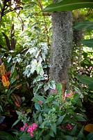 Tillandsia usenoides 'Spanish Moss', growing in a Plumeria, Frangipani, with Pentas lanceolata , with dark pink flowers and Hibiscus roas-sinensis,'Snow Queen', with white and green variegated foliage, 