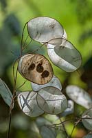 Lunaria annua seed heads 