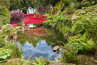 Red bridge over pond lined with Ferns, Alchemilla mollis, Acer palmatum and Azaleas, complement an ornamental red bridge, in the Japanese Garden at Mount Pleasant Gardens, Kelsall, Cheshire. June