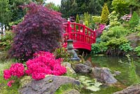 A bridge spans an ornamental pond in the Japanese Garden at Mount Pleasant Gardens, Kelsall, Cheshire photographed in June. Plants include Rhododendrons, Alchemilla mollis, Azaleas, ferns and Acer palmatums