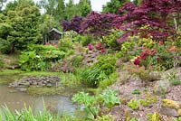 A pool with water lilies, surrounded by Acer Palmatums, Hostas, Gunneras and Azaleas, at Mount Pleasant Gardens, Kelsall, Cheshire. June.